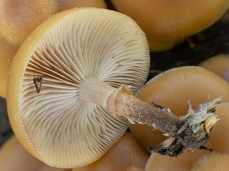 Kuehneromyces mutabilis